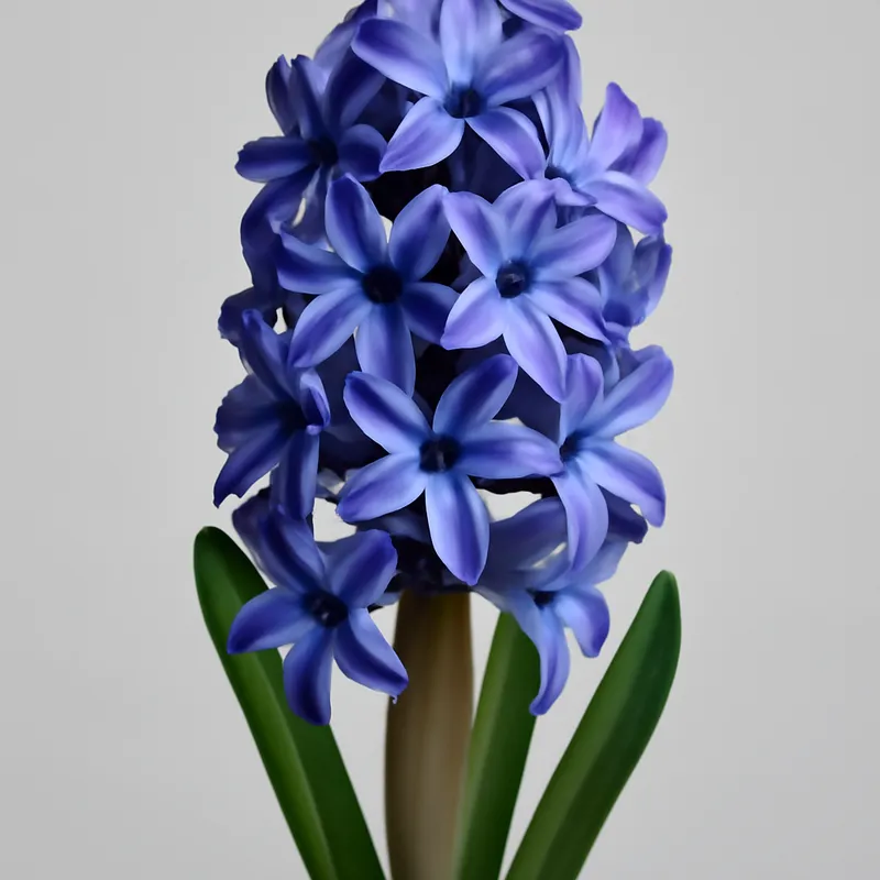 Hyacinth – fragrant spring flower