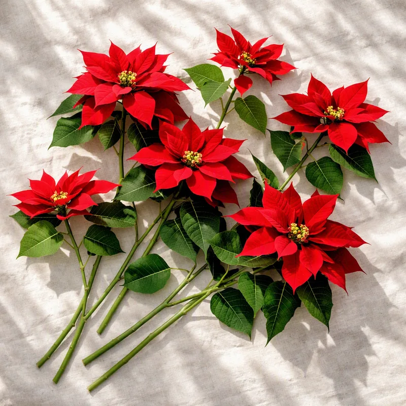 Poinsettia – Red – bilde 4