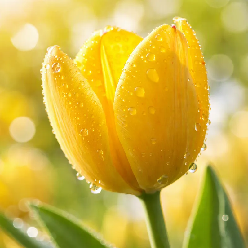 Tulips – classic spring flower